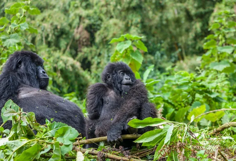 1 Day Gorilla Trekking in Rwanda