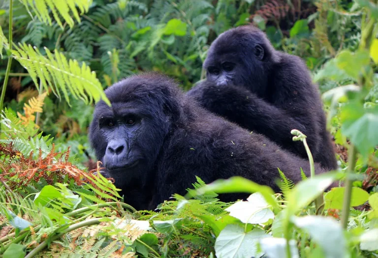 10-Day Bwindi Gorillas and Kenya Big 5 Safari