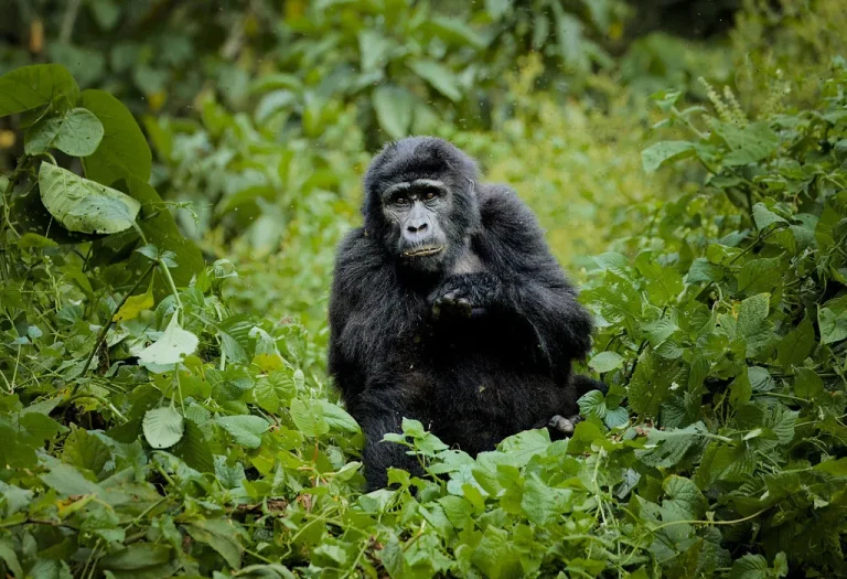 10-Day Rwanda and Zanzibar Beach Vacation