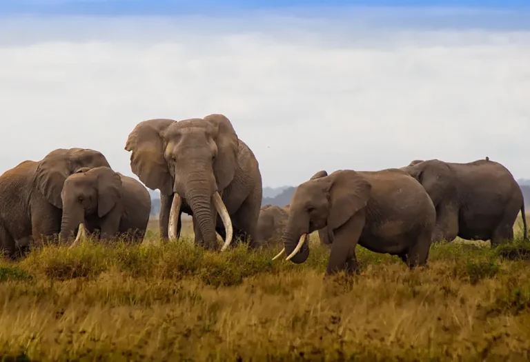 11-Day Uganda, Kenya & Zanzibar Safari