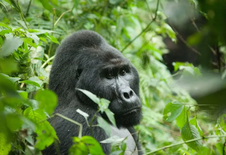 2 Days Gorilla Trekking in Bwindi from Kigali