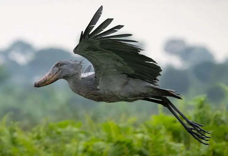 2 Days Uganda Birding Safari