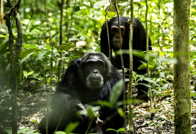 3 Days Chimpanzee Trekking in Rwanda