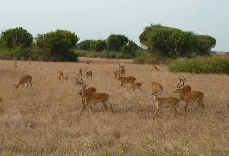 3 Days Fly-in Safari to Queen Elizabeth National Park
