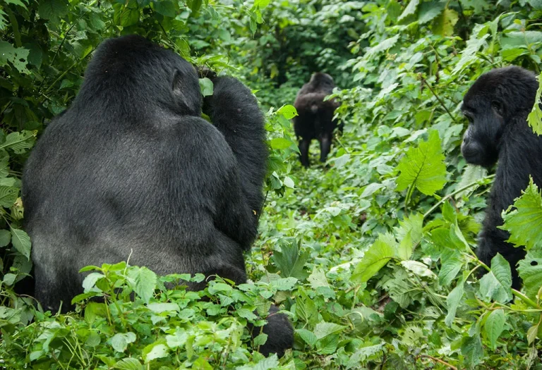 5 Days Rwanda Primates & Cultural Safari