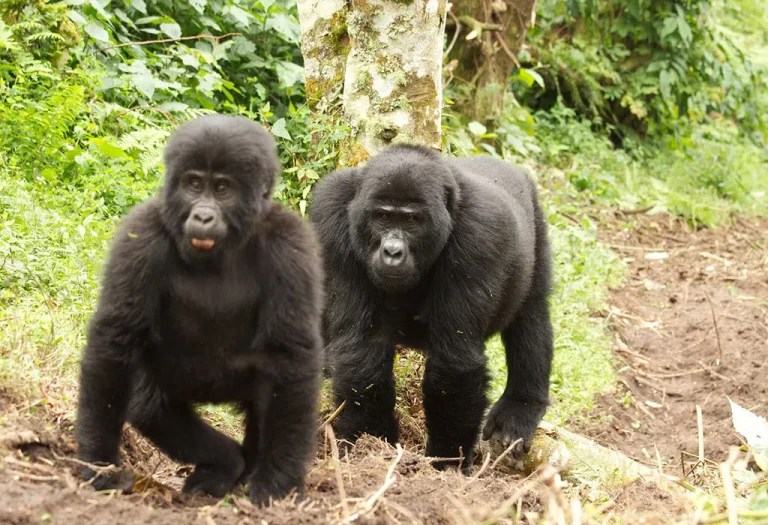 5 Days Uganda Gorilla Safari & Cultural Tour from Kigali