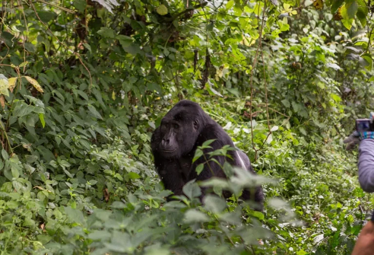 7-Day Uganda Gorillas and Masai Mara Safari