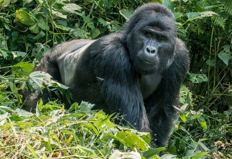 7 Days Great Apes in Rwanda and Uganda