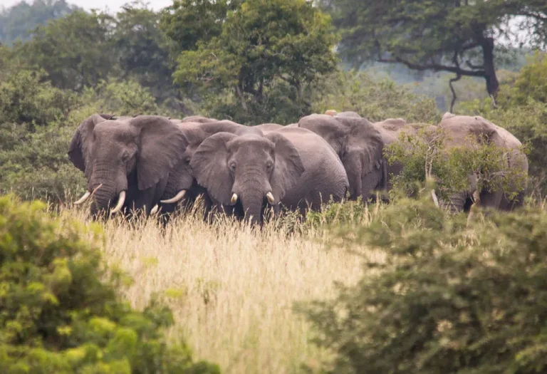 8 Days Fly-in Safari to Kidepo and Murchison Falls