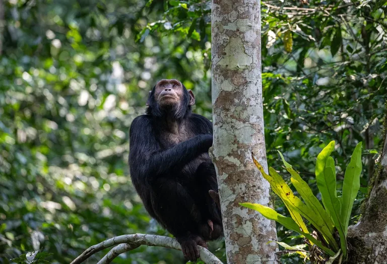 9-Day Rwanda – Uganda Primates & Game Safari