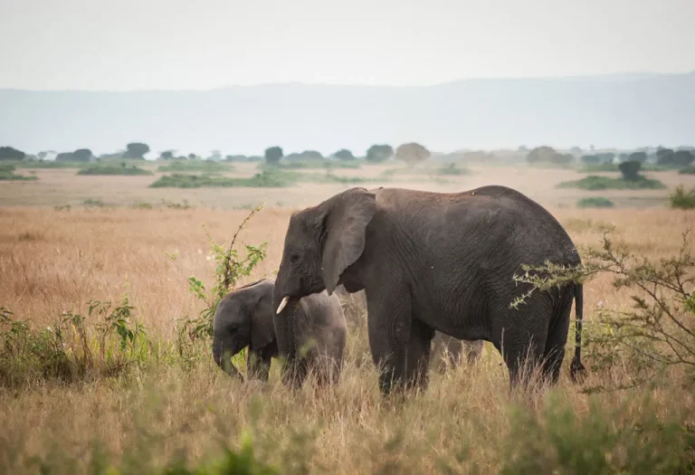 9 Days Uganda Gorilla and Tanzania Safari