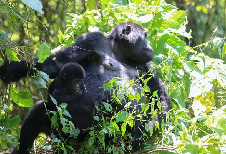Bwindi Impenetrable Forest National Park