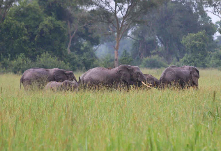 Murchison Falls National Park