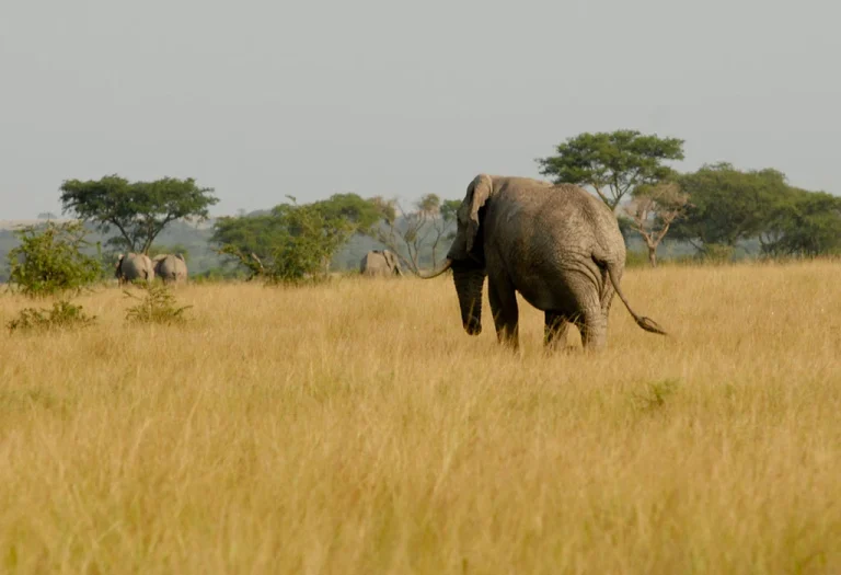 Queen Elizabeth National Park